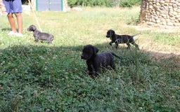 Dogo Alemán perros en venta: Dogo alemán/ gran danés  - Imagen 12