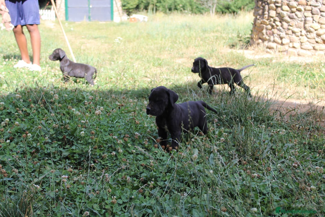 Dogo Alemán perros en venta: Dogo alemán/ gran danés  - Imagen 12