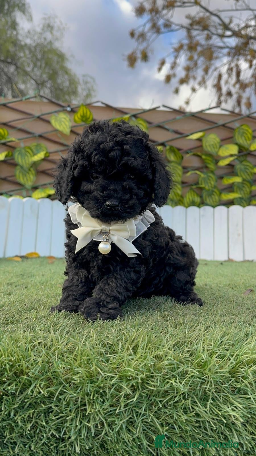 Caniche Toy perros CANICHE TOY MACHO - Anuncio 1