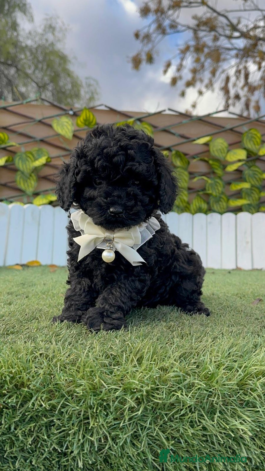 Caniche Toy perros en venta: CANICHE TOY MACHO - Anuncio 1