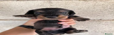 Teckel 3