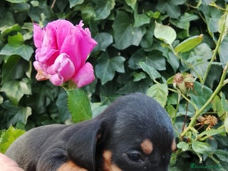 Teckel Miniatura perros - Anuncio 10