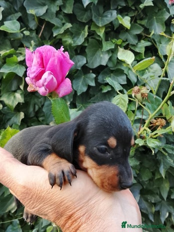 Teckel Miniatura perros - Anuncio 1