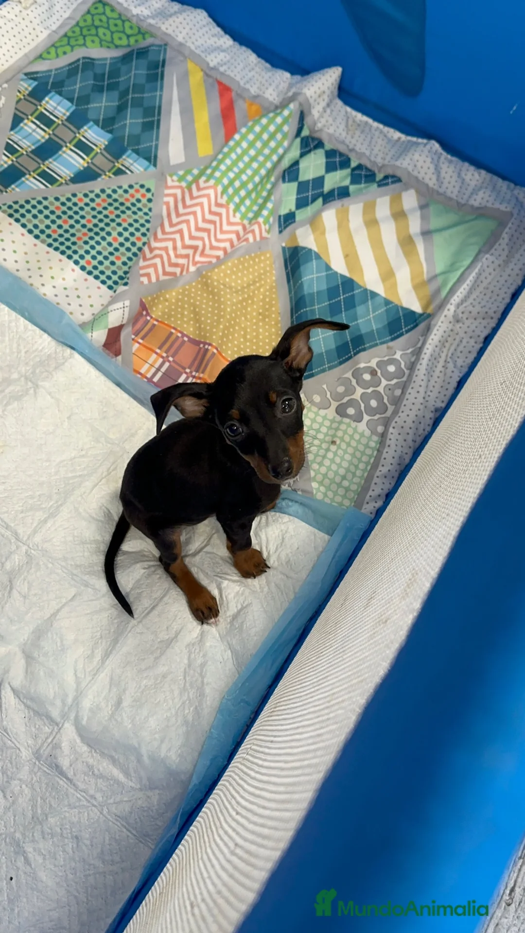 Pinscher Miniatura perros en venta: Último Mini Pinscher negro fuego disponible 🖤🤎 - Anuncio 1