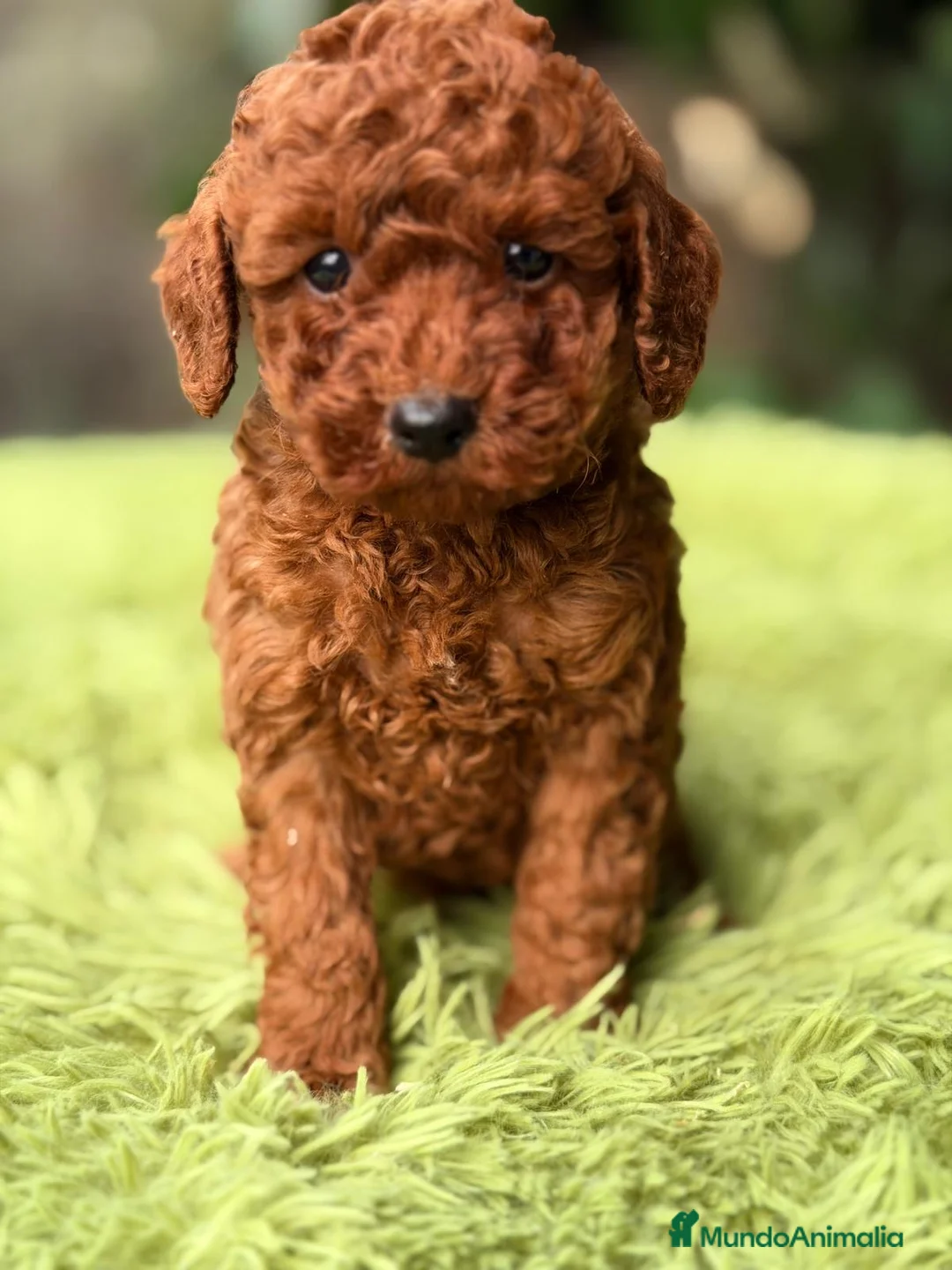 Caniche Enano perros en venta: CANICHE ROJO INTENSO DISPONIBLES - Anuncio 4