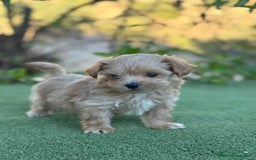 Maltipoo perros en venta: Maltipoo Toy macho apricot oscuro  - Imagen 3