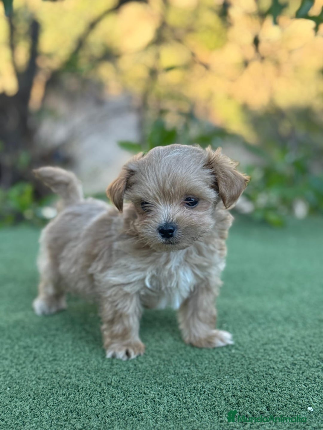 Maltipoo perros en venta: Maltipoo Toy macho apricot oscuro  - Imagen 3