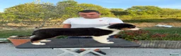 Pastor Australiano perros en venta:  Bahia de Txingudi Pastor Australiano  - Anuncio 10