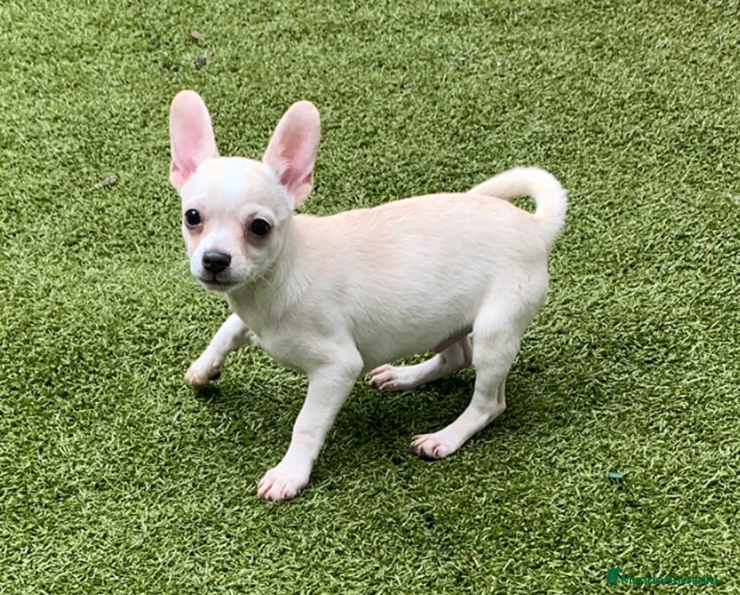 Chihuahua perros en venta: Cachorros chihuahua  - Anuncio 8