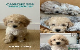 Caniche Toy perros en venta: Disponible cachorros de caniche toy - Imagen 2