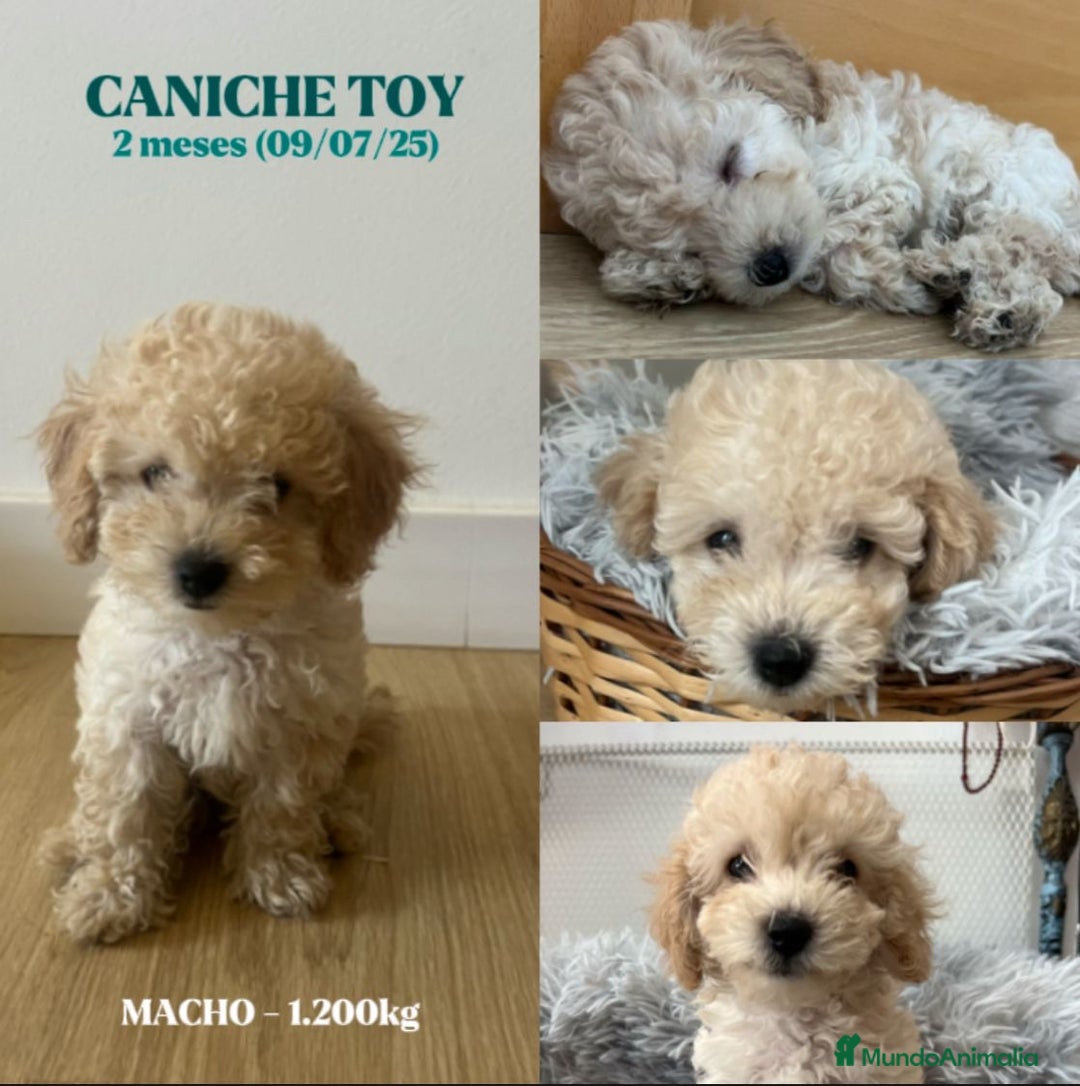 Caniche Toy perros en venta: Disponible cachorros de caniche toy - Imagen 2