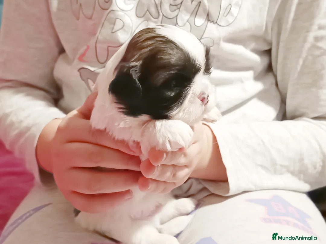 Shih Tzu perros en venta: Shih Tzu de Mumbrafer - Anuncio 3