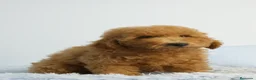 Caniche Enano perros en venta: CACHORRO DE CANICHE ENANO - Anuncio 12