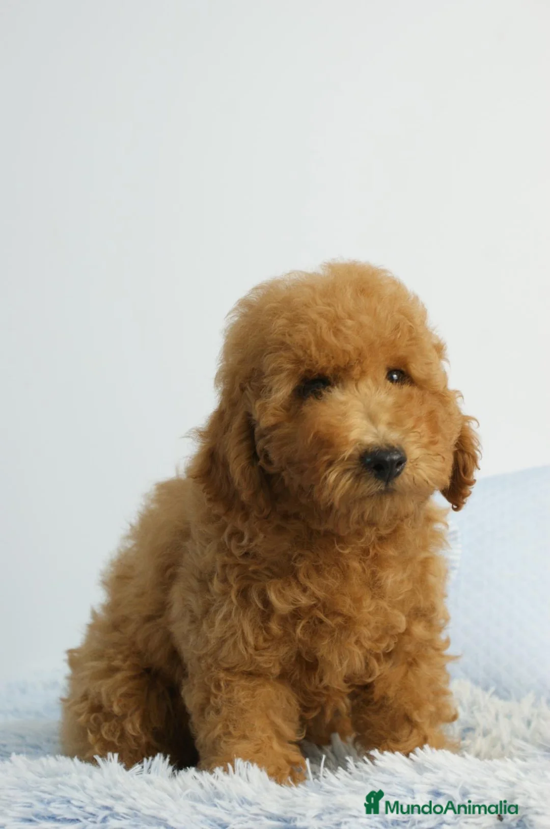 Caniche Enano perros en venta: CACHORRO DE CANICHE ENANO - Anuncio 12