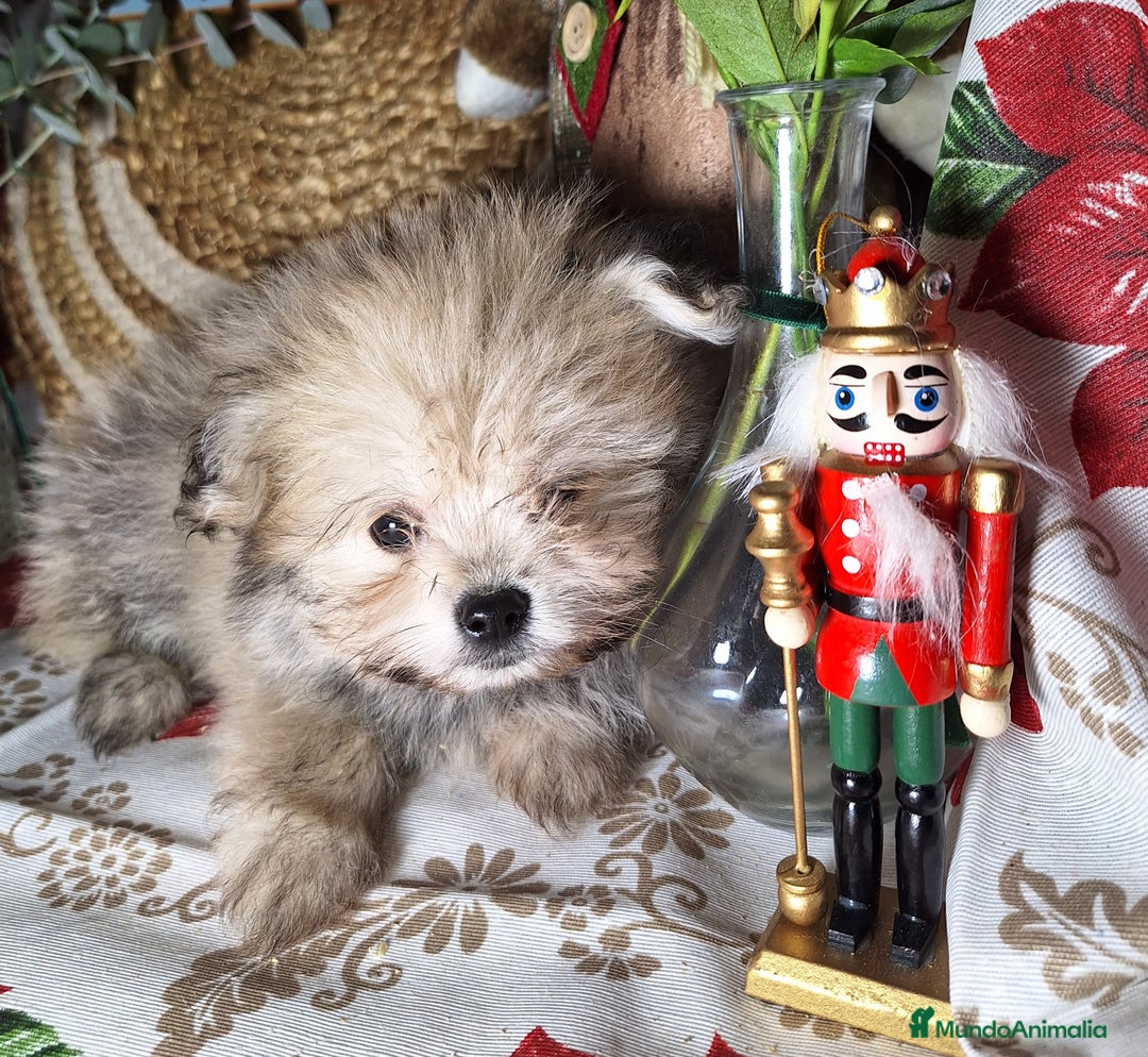 Raza Mixta perros en venta: MALTIPOO  - Anuncio 5