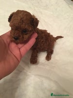 Caniche Toy perros en Murcia - Anuncio 7