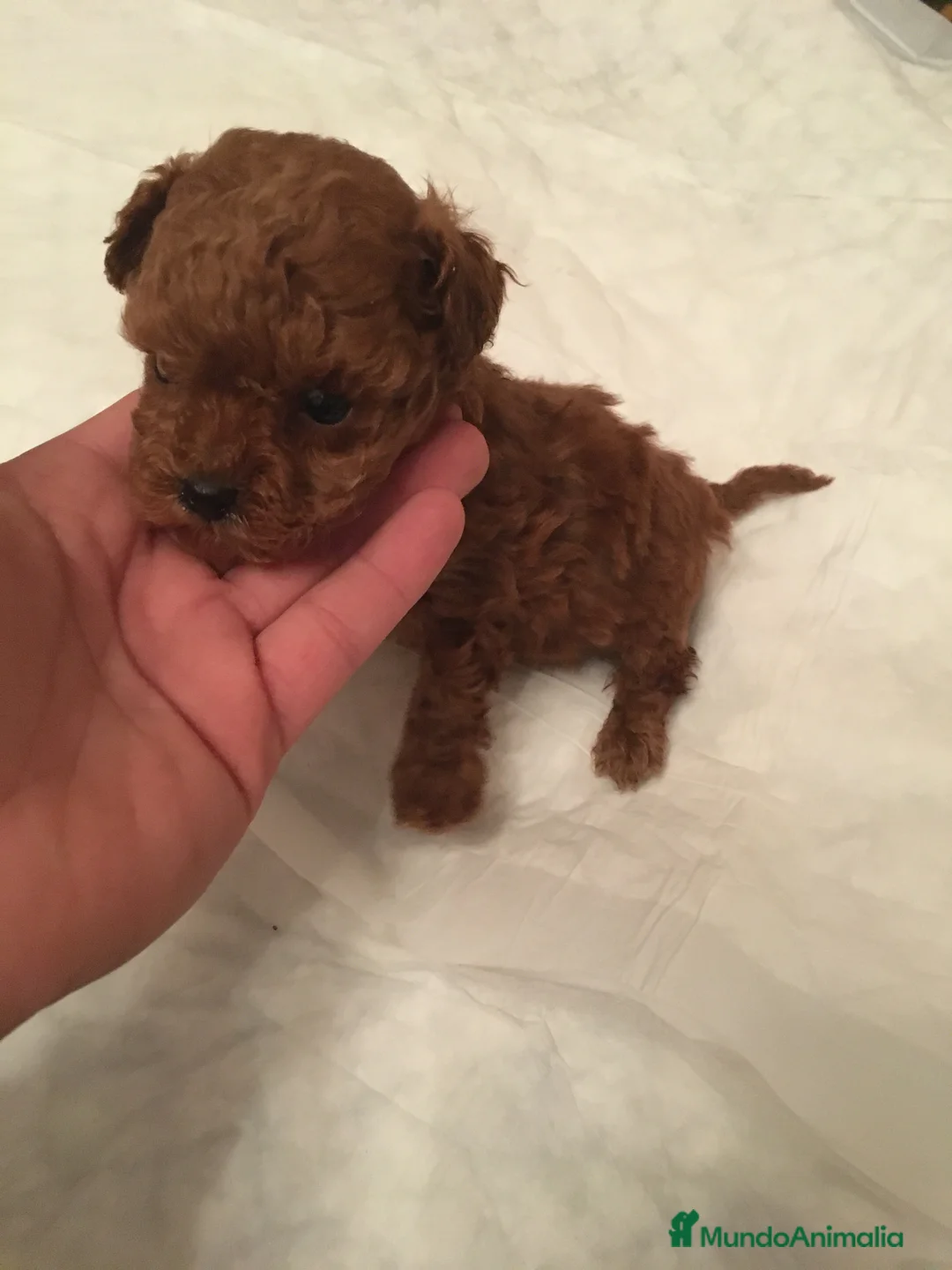 Caniche Toy perros en venta: CANICHES TOYS CALIDAD en Murcia - Anuncio 2