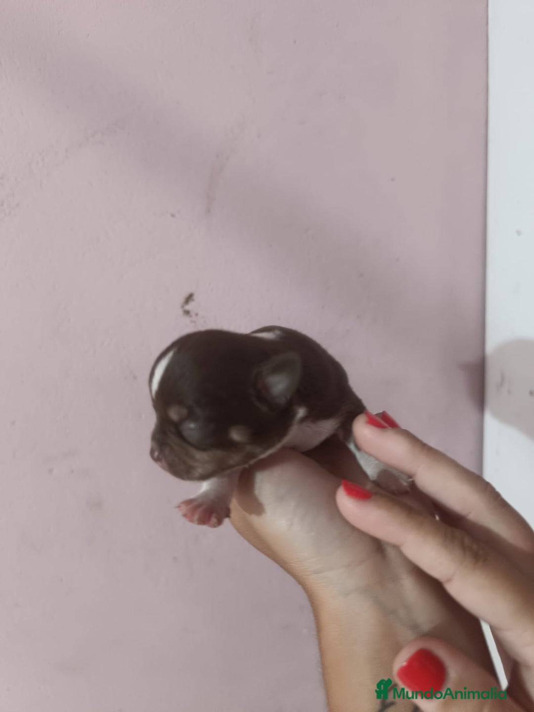 Chihuahua perros en venta: Toys chihuahua chocolate  - Imagen 4