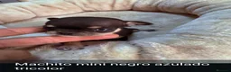 Chihuahua perros en venta: Chihuahuas de alta calidad  - Anuncio 3