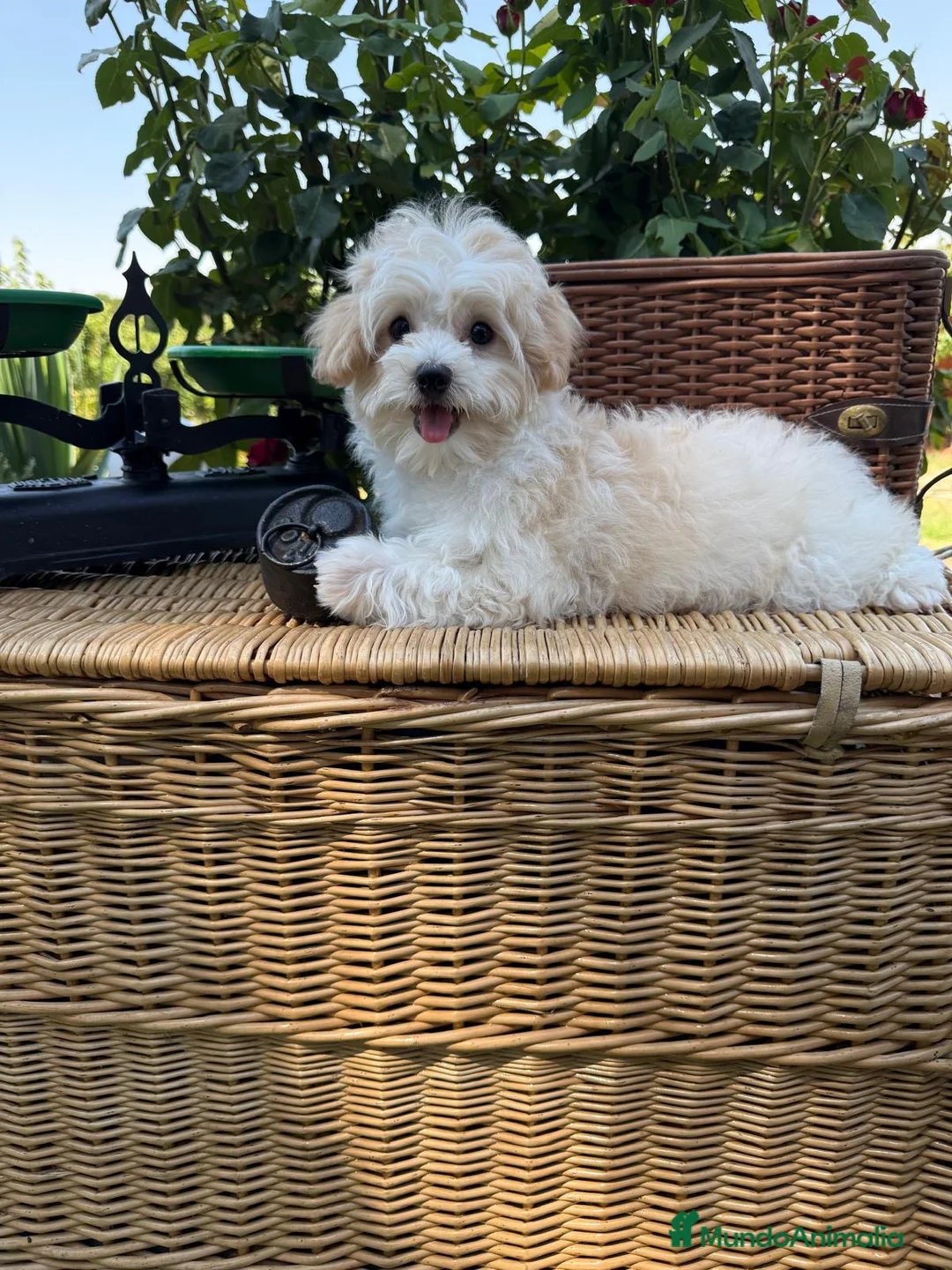 Maltipoo perros en venta: Maltipoo  - Anuncio 9