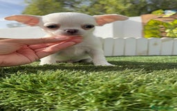 Chihuahua perros en venta: CHIHUAHUA MACHO - Imagen 12