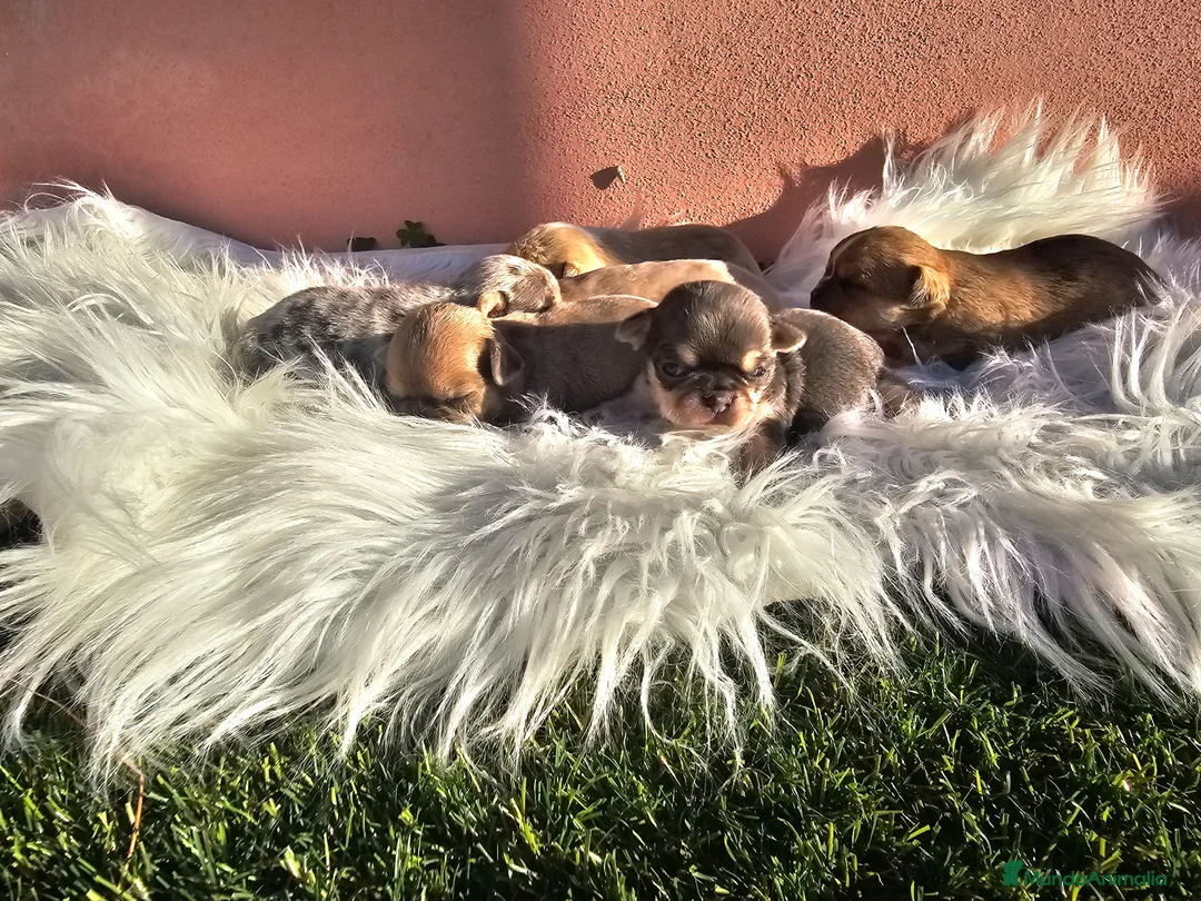 Chihuahua perros en venta: CHIHUAHUAS CABEZA DE MANZANA - Anuncio 3