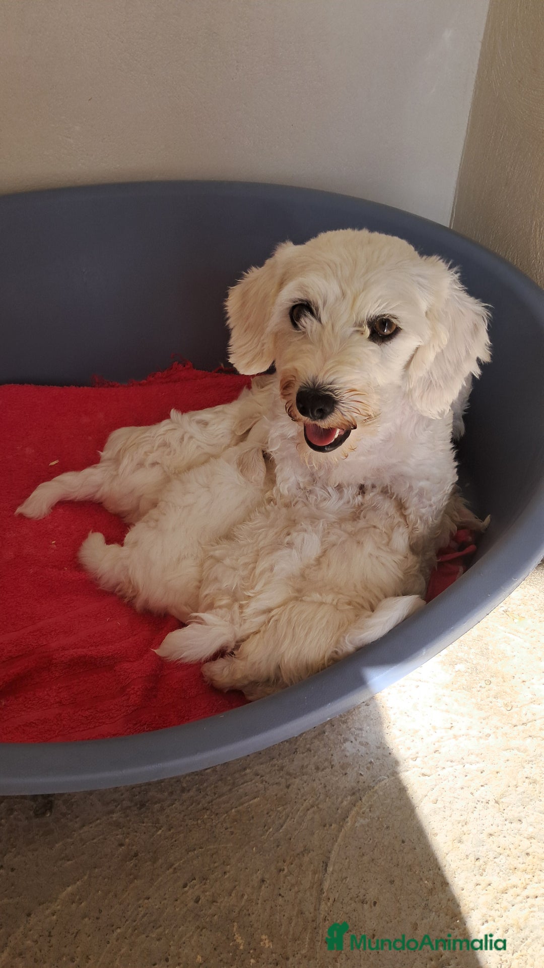 Bichón Maltés perros en venta: Bebés Bichon Maltés  - Anuncio 3