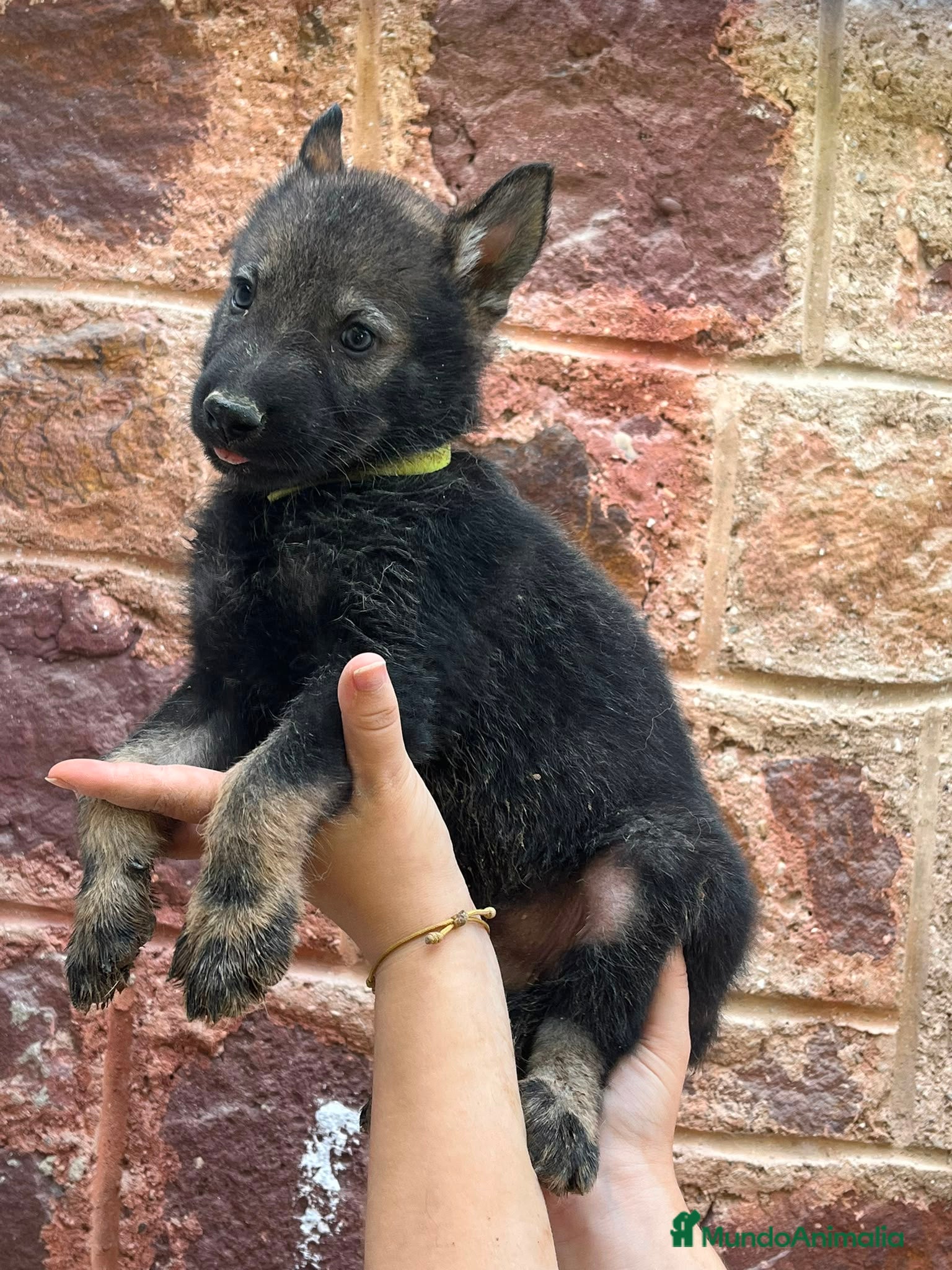 Perro Lobo Checoslovaco perros Disponible Machos lobos Checoslovacos - Anuncio 1