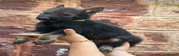 Perro Lobo Checoslovaco perros en venta: Disponible Machos lobos Checoslovacos - Anuncio 1