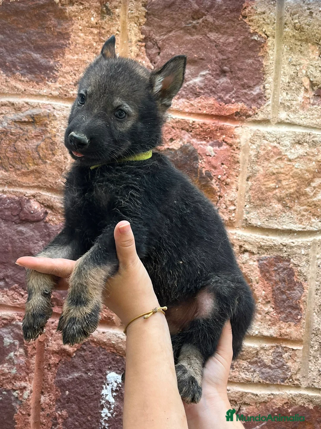 Perro Lobo Checoslovaco perros en venta: Disponible Machos lobos Checoslovacos - Anuncio 1
