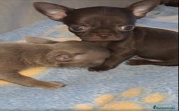 Chihuahua perros en venta: HEMBRAS CHIHUAHUA  - Imagen 5