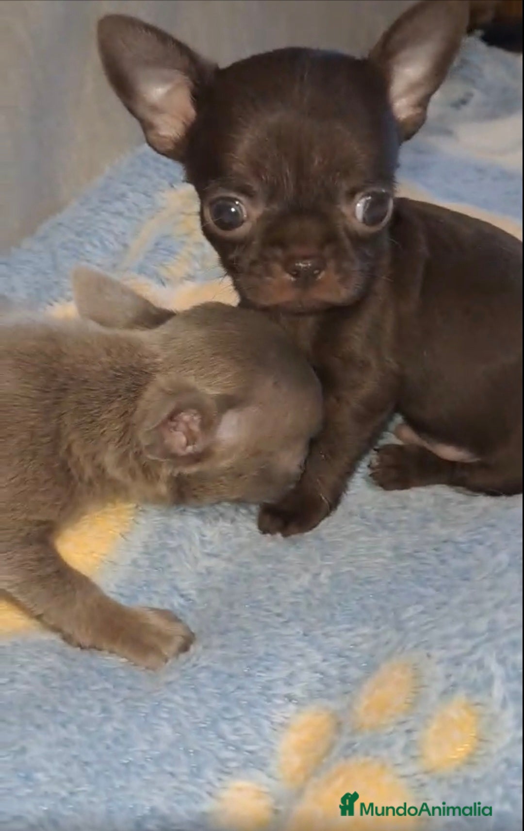 Chihuahua perros en venta: HEMBRAS CHIHUAHUA  - Imagen 5