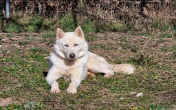 Husky Siberiano perros en adopcion: Husky siberiano en Adopción  - Imagen 3
