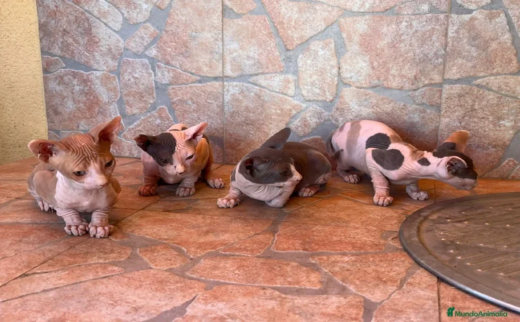 Sphynx gatos - Anuncio 1