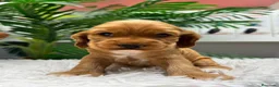 Cocker Spaniel Inglés perros en venta: COCKER HEMBRA  - Anuncio 13