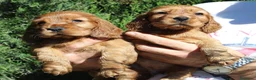 Cocker Spaniel Inglés perros en venta: Cachorros cocker spaniel inglés  - Anuncio 4