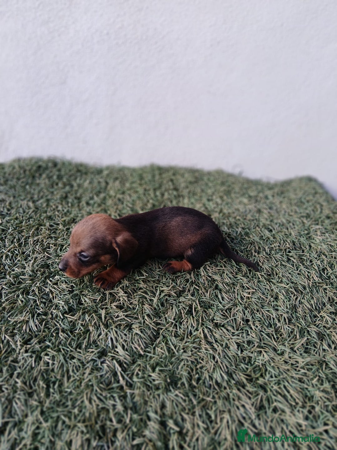 Teckel Miniatura perros en venta: camada teckel arlequín y todos los colores  - Anuncio 16