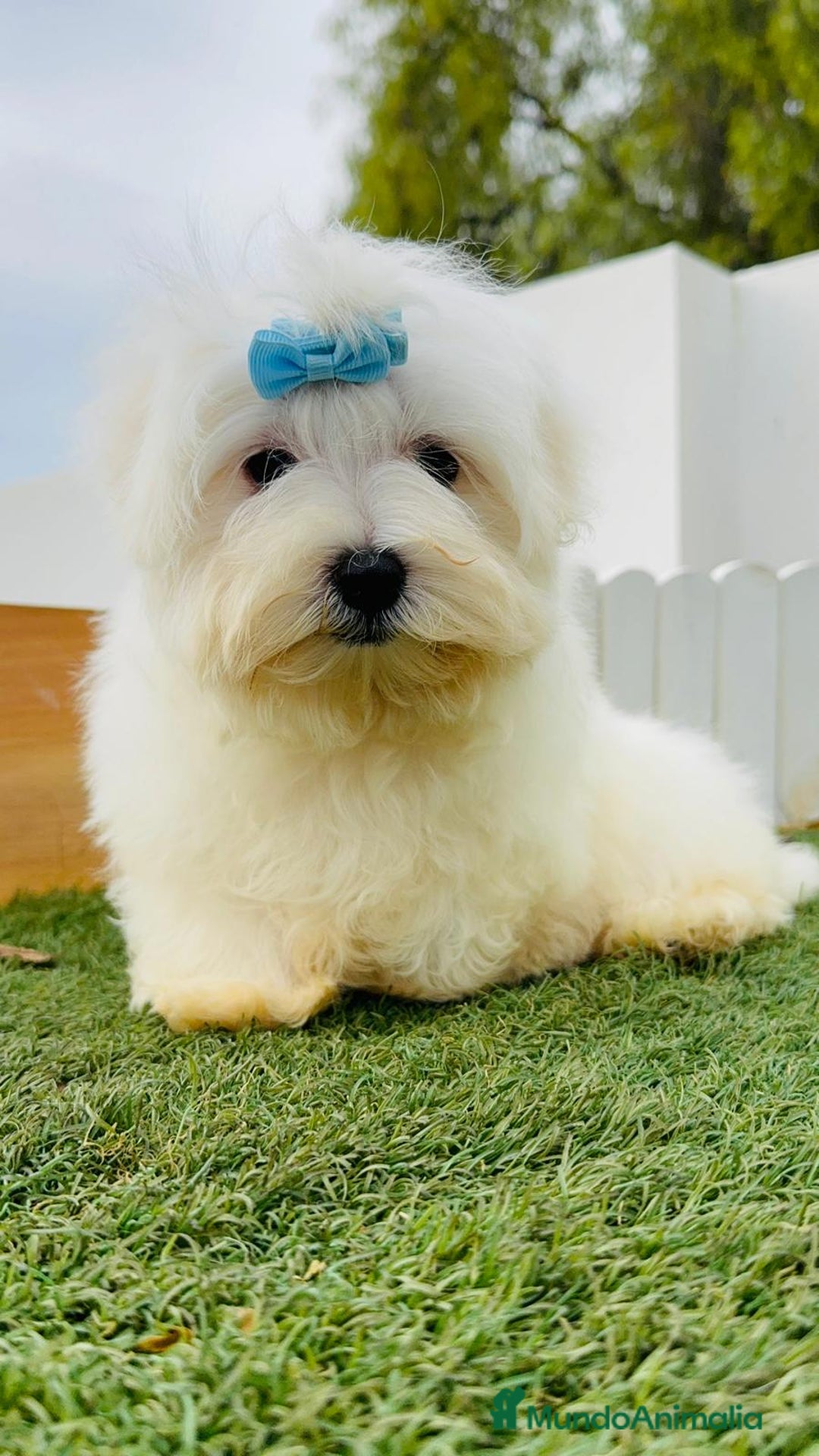 Bichón Maltés perros en venta: BICHON MALTES LINEA AMERICANA - Anuncio 8