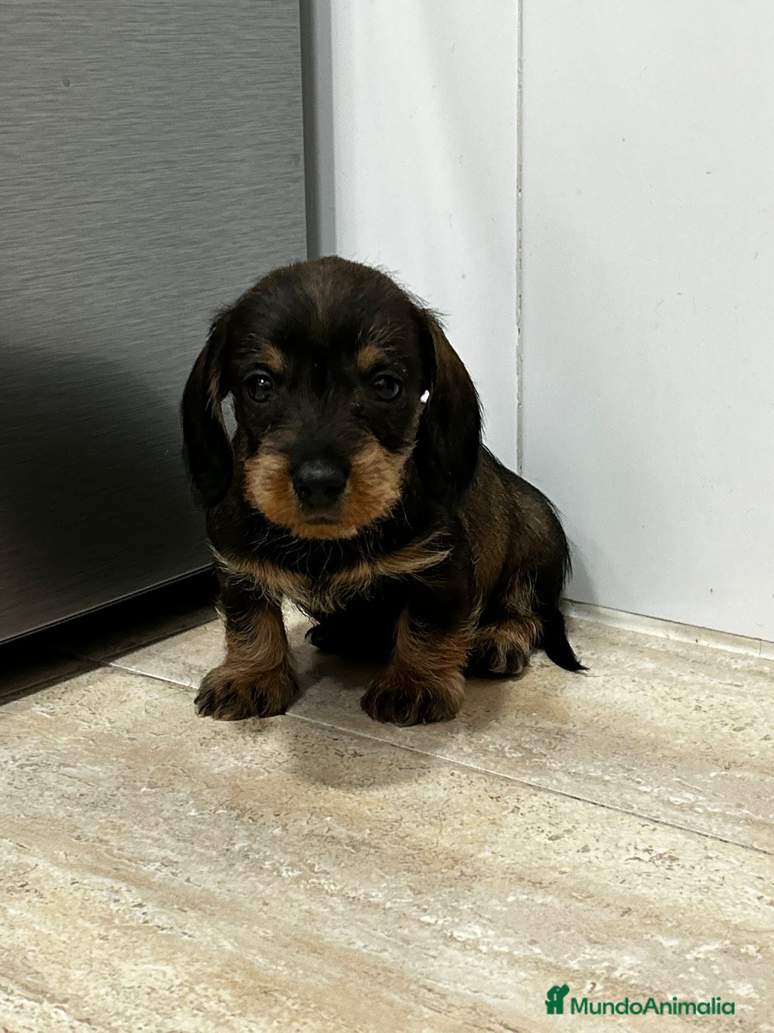 Teckel Miniatura perros Teckel mini pelo duro  - Anuncio 1