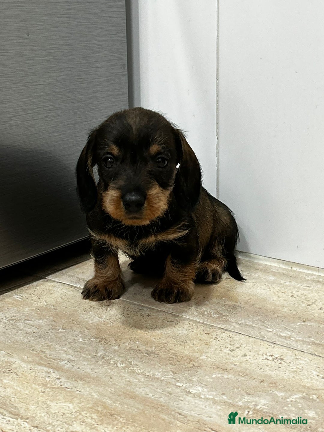 Teckel Miniatura perros en venta: Teckel mini pelo duro  - Anuncio 1