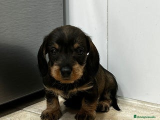 Teckel Miniatura perros Teckel mini pelo duro - Anuncio 1