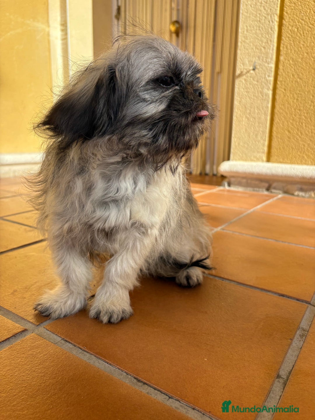 Pekinés perros en venta: Pekines imperial hembra preciosa  - Anuncio 30