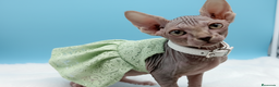 Sphynx gatos en venta: Gatitos Egipcios  - Anuncio 6