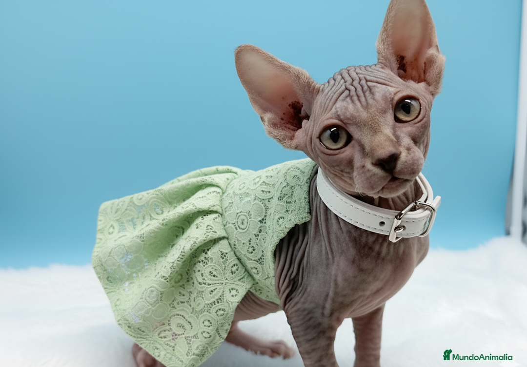 Sphynx gatos en venta: Gatitos Egipcios  - Anuncio 6