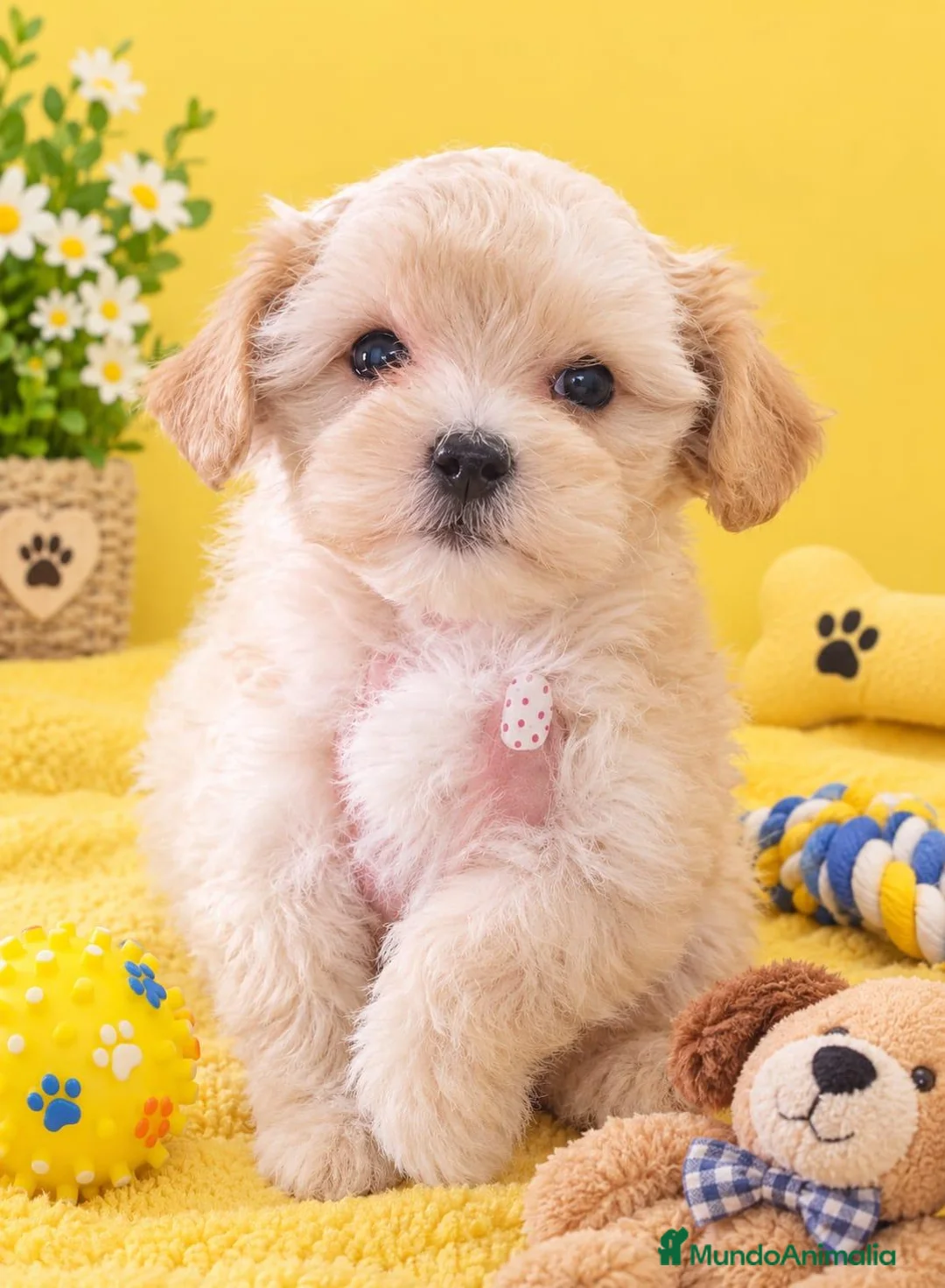 Maltipoo perros en venta: CAMADA DE MALTIPOO  en Almería - Anuncio 2