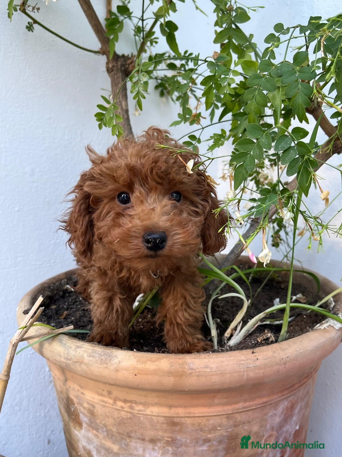 Caniche Toy perros Caniche toy leonado  - Anuncio 1
