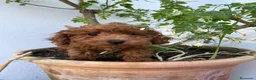 Caniche Toy perros en venta: Caniche toy leonado  - Anuncio 1