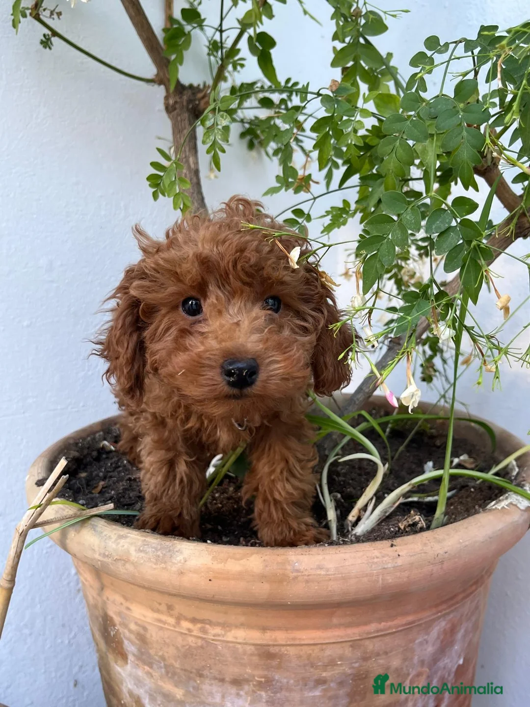 Caniche Toy perros en venta: Caniche toy leonado  - Anuncio 1