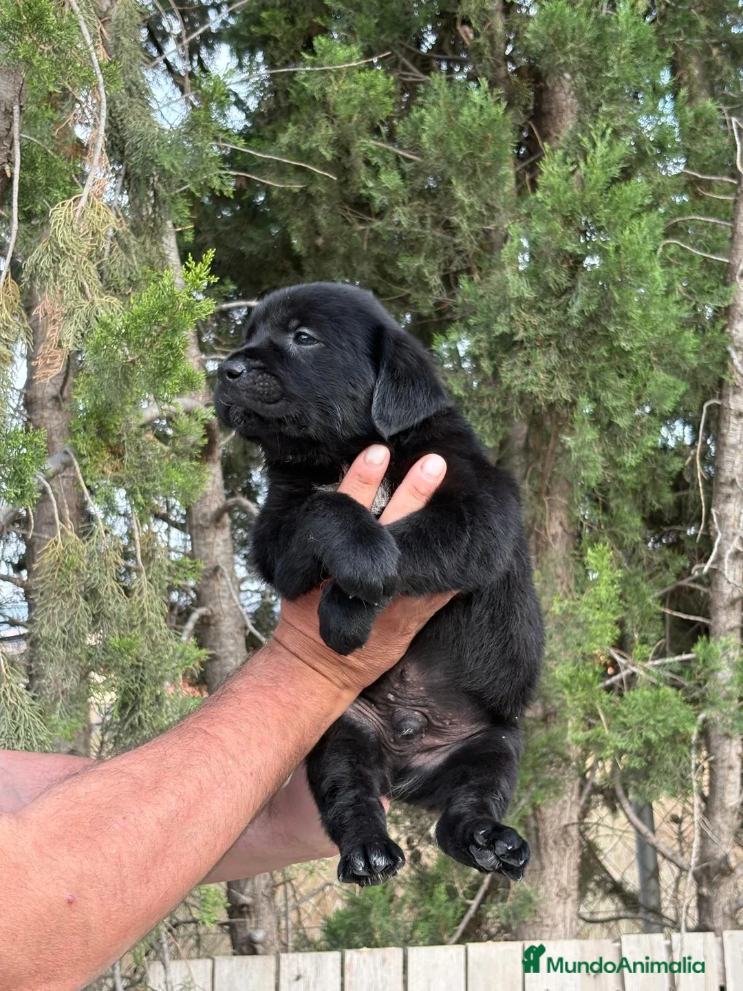Labrador Retriever perros en venta: Labrador Retriever  - Anuncio 2