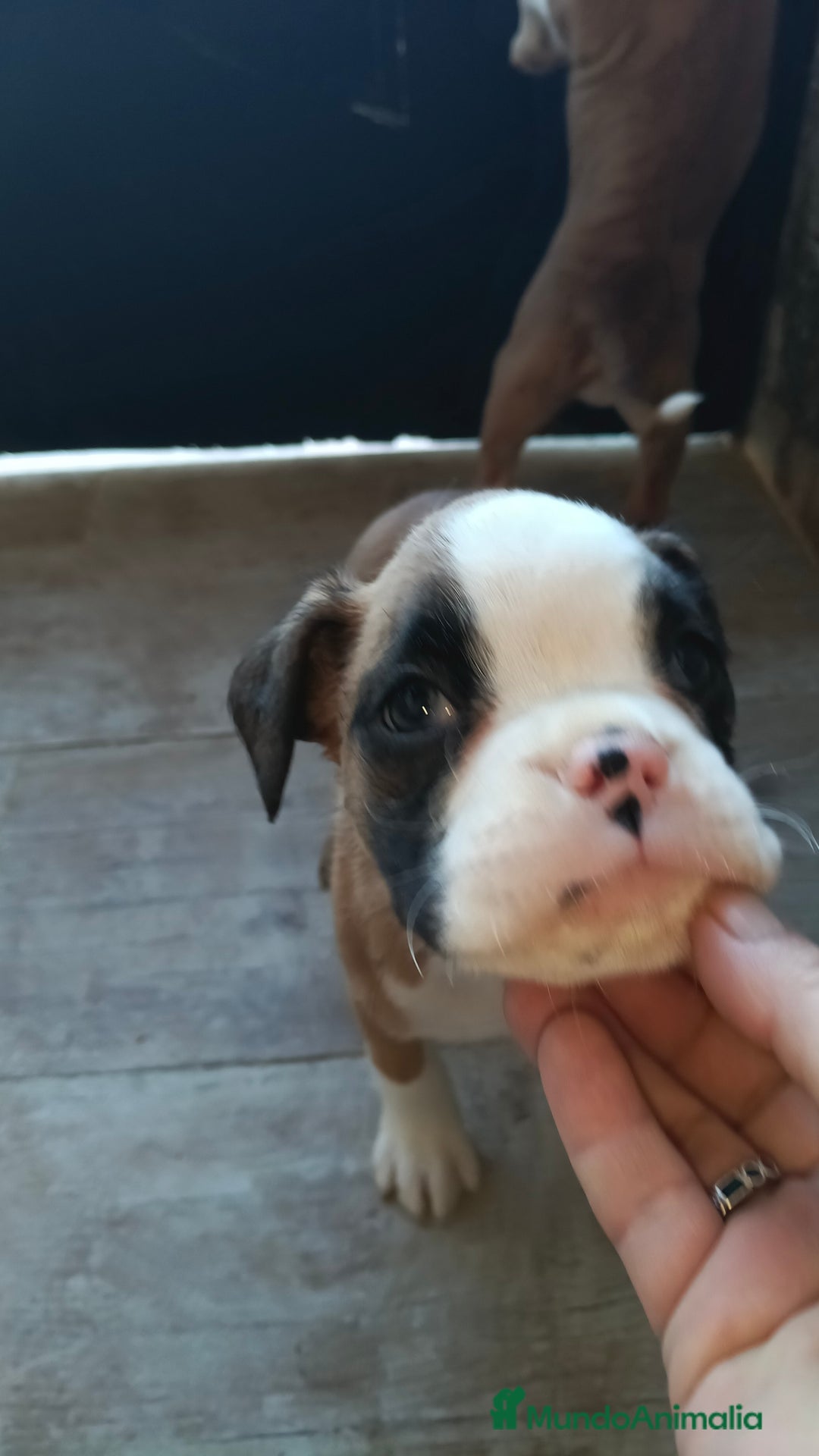 Boxer perros en venta: Bóxer  - Anuncio 5